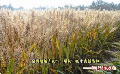超高产小麦新品种——矮优王
