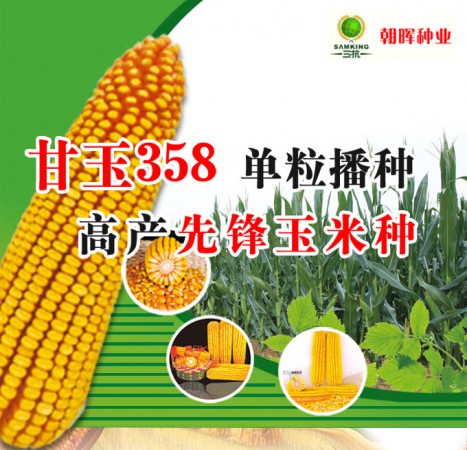 甘玉358——单粒播种，高产先锋玉米种
